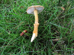 Cystoderma amianthinum rugosoreticulatum