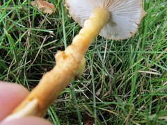 Cystoderma amianthinum rugosoreticulatum