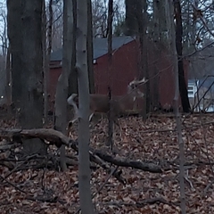Odocoileus virginianus