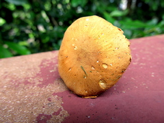 Cystoderma amianthinum rugosoreticulatum