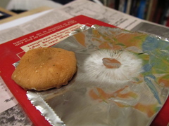 Cystoderma amianthinum rugosoreticulatum