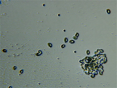 Cystoderma amianthinum rugosoreticulatum