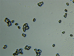 Cystoderma amianthinum rugosoreticulatum