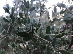 Arctostaphylos pungens