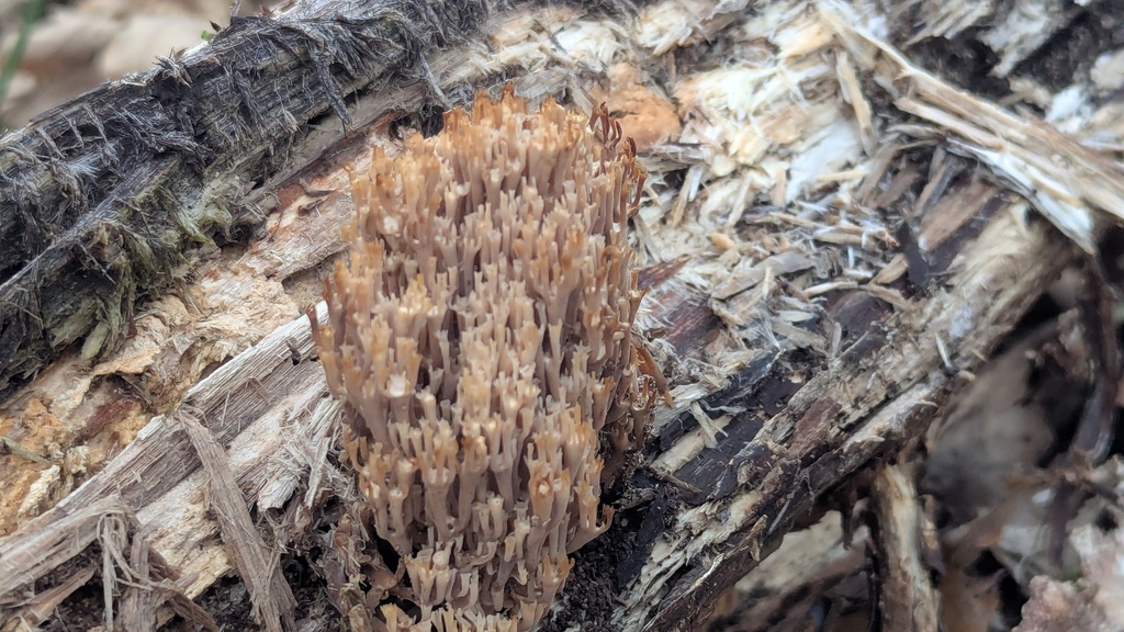 Artomyces pyxidatus · December 2025 · photo: © rudolphous (iNaturalist, cc-by)