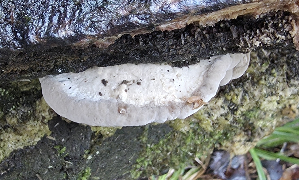 Trametes gibbosa · December 2025 · photo: © sabear (iNaturalist, cc0)