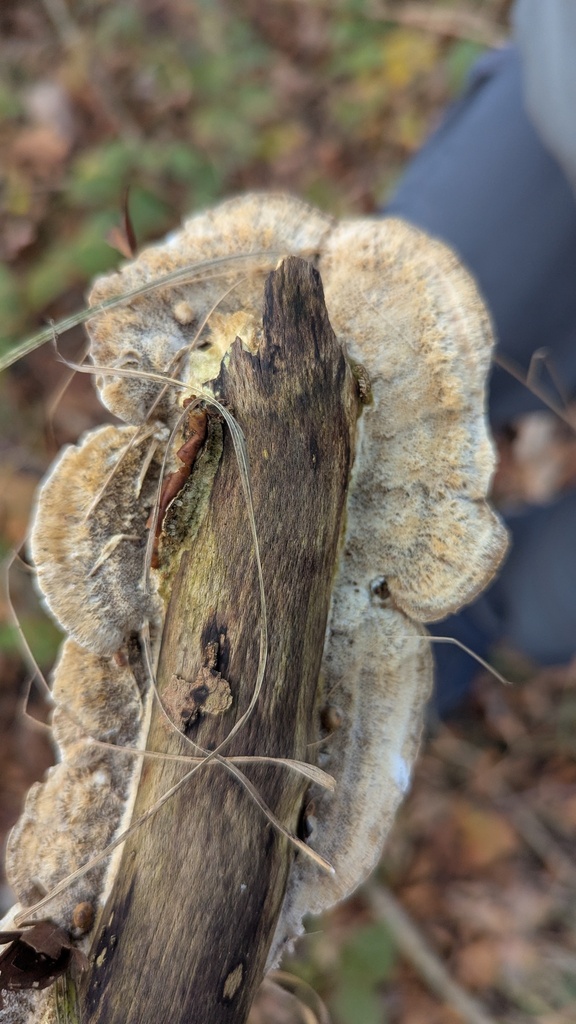 Coriolopsis trogii · December 2025 · photo: © rudolphous (iNaturalist, cc-by)