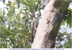 Mulleripicus pulverulentus