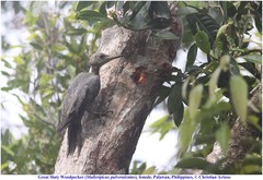 Mulleripicus pulverulentus