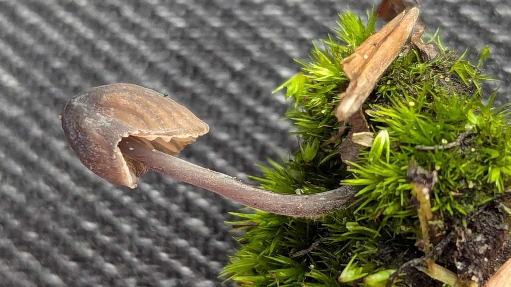 Mycena galopus nigra