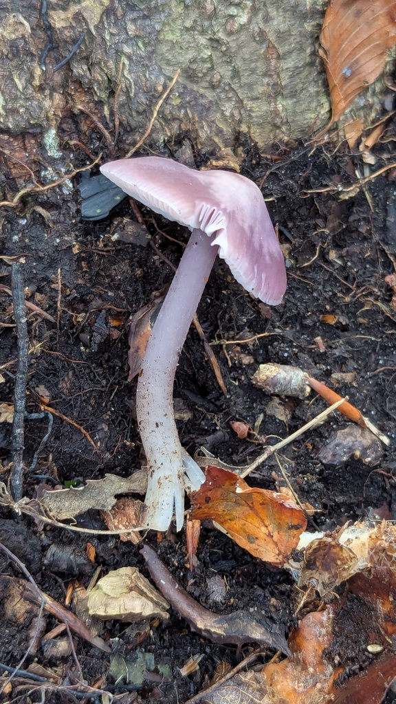 Mycena pura · December 2025 · photo: © rudolphous (iNaturalist, cc-by)