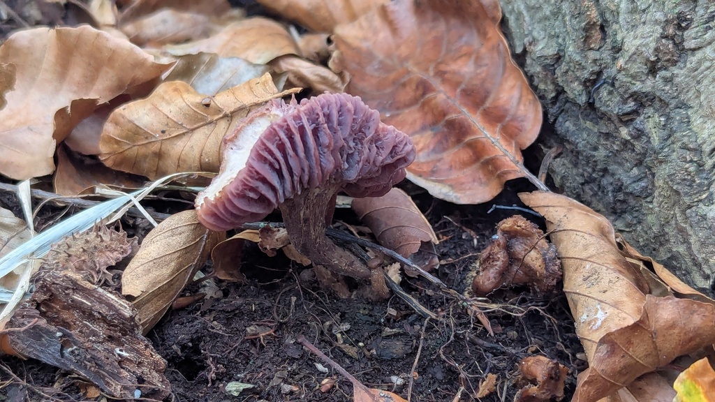 Laccaria amethystina · December 2025 · photo: © rudolphous (iNaturalist, cc-by)