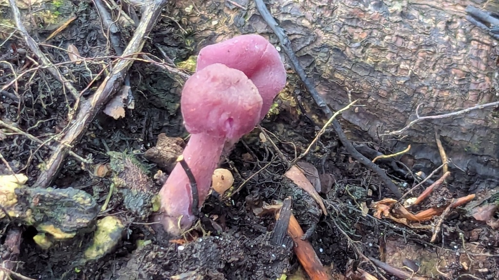 Laccaria amethystina · December 2025 · photo: © rudolphous (iNaturalist, cc-by)