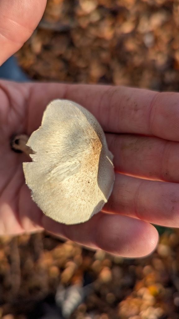 Tricholoma scalpturatum · December 2025 · photo: © rudolphous (iNaturalist, cc-by)