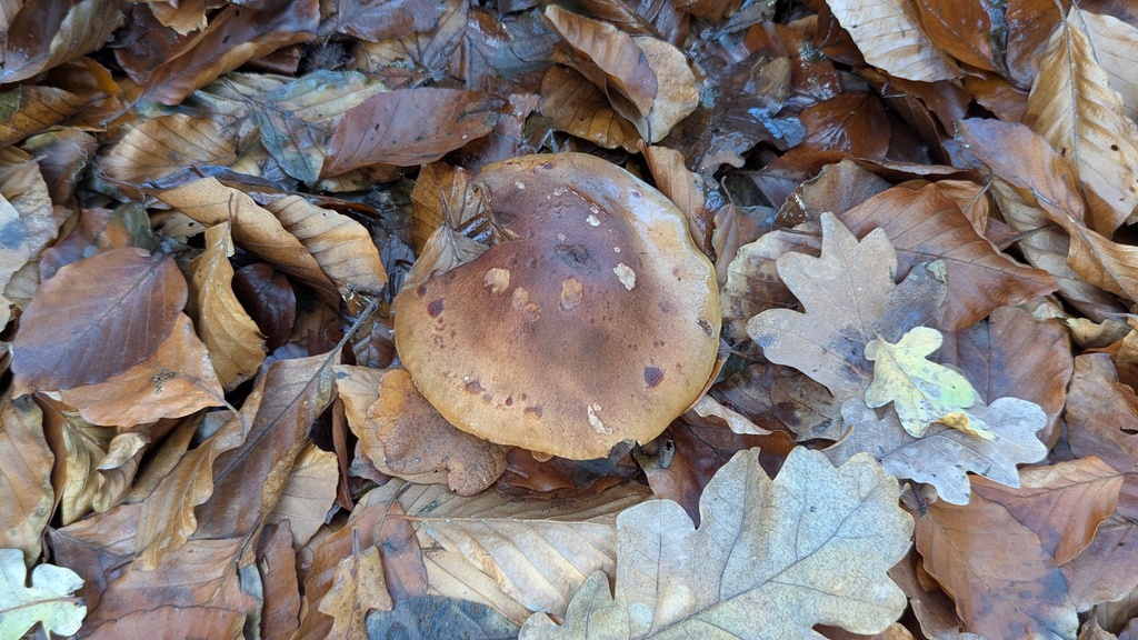 Tricholoma ustale