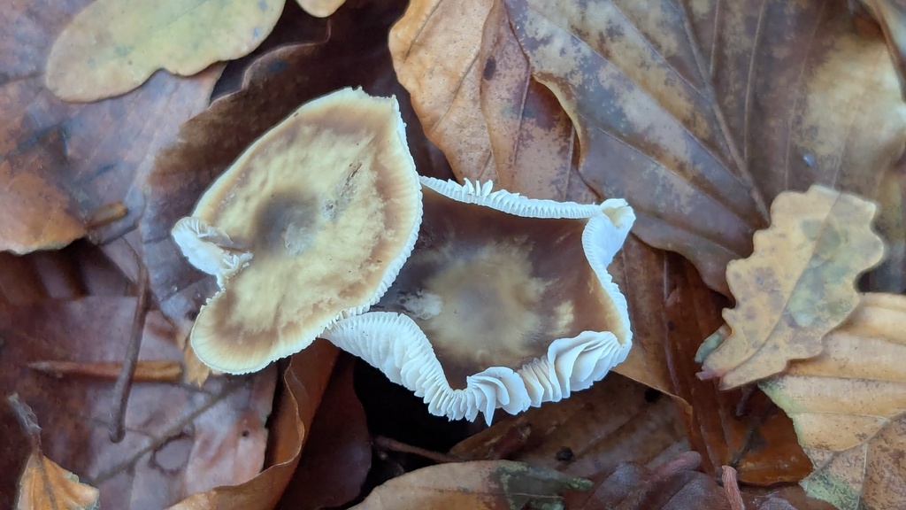 Rhodocollybia asema · December 2025 · photo: © rudolphous (iNaturalist, cc-by)