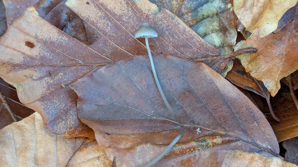 Mycena vitilis · December 2025 · photo: © rudolphous (iNaturalist, cc-by)