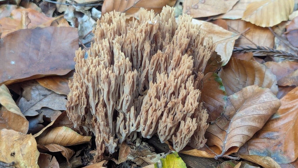 Ramaria stricta · December 2025 · photo: © rudolphous (iNaturalist, cc-by)