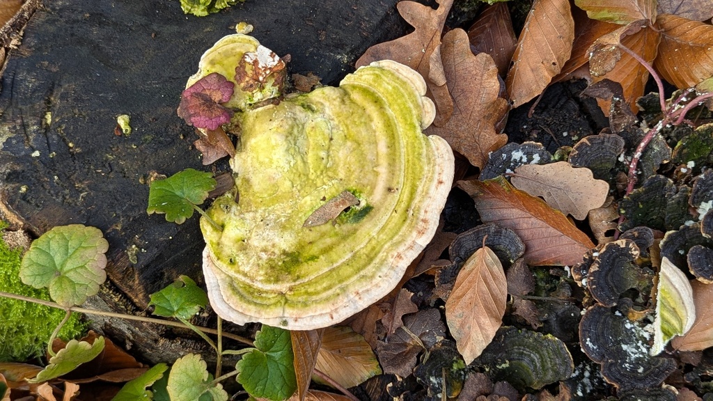 Trametes gibbosa · December 2025 · photo: © rudolphous (iNaturalist, cc-by)