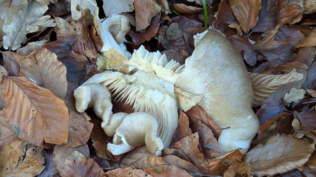 Clitocybe nebularis · December 2025 · photo: © rudolphous (iNaturalist, cc-by)