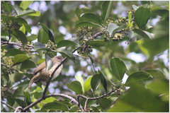 Pycnonotus cinereifrons