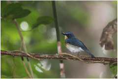 Cyornis lemprieri