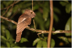 Batrachostomus chaseni