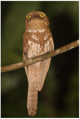 Batrachostomus chaseni