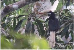 Anthracoceros marchei