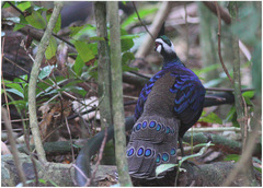 Polyplectron napoleonis