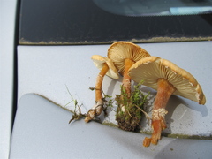 Cystoderma amianthinum rugosoreticulatum