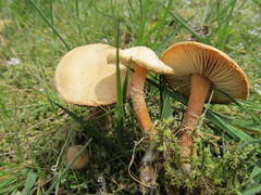 Cystoderma amianthinum rugosoreticulatum