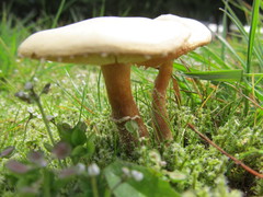 Cystoderma amianthinum rugosoreticulatum