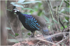 Polyplectron napoleonis