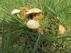 Cystoderma amianthinum rugosoreticulatum