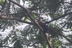 Macropygia tenuirostris