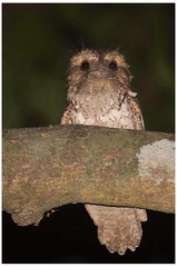 Batrachostomus septimus