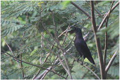 Corvus enca