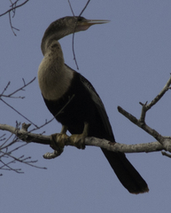 Anhinga anhinga