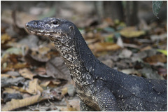 Varanus palawanensis