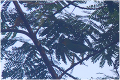 Chloropsis palawanensis