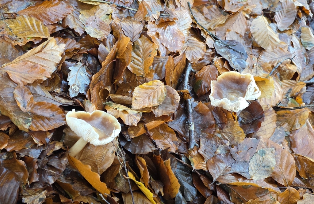Rhodocollybia asema · December 2025 · photo: © sabear (iNaturalist, cc0)