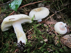 Russula crassotunicata