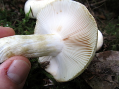 Russula crassotunicata