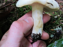 Russula crassotunicata