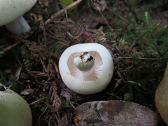 Russula crassotunicata