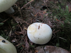 Russula crassotunicata