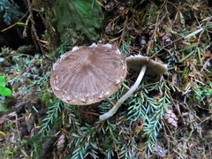 Coprinopsis canoceps