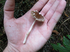 Coprinopsis canoceps