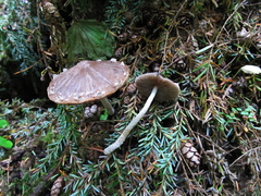 Coprinopsis canoceps